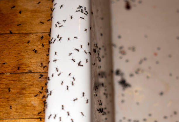 Wildlife Control Services in Corydon, IA